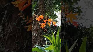 Crocosmia flors floweringplant flowers flor [upl. by Acirahs314]