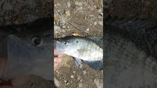 Crappie slab keepemtight stayfishy bassfishing neverstopfishing fishing crappie [upl. by Anauqat]