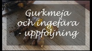 Gurkmeja och ingefära  uppföljning [upl. by Sirromed582]