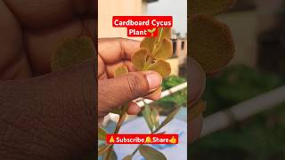 Cardboard Cycus Plant🌱 shorts viralvideo gardening cycus plantcare plantgrowth [upl. by Kenay377]