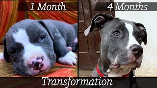 American Pitbull Terrier X American Bully Mix Breed Dog 4 Months Transformation [upl. by Addy]