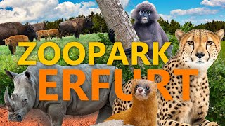 Zoopark Erfurt  ZooEindruck [upl. by Mixie]