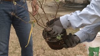 Planting Blueberries – Family Plot [upl. by Cristabel636]