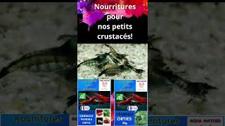 Nourriture pour vos crevettes préférées [upl. by Gillie]