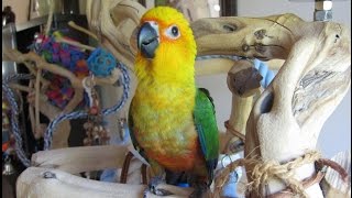 Baby Jenday Conure  9 weeks old [upl. by Toscano]