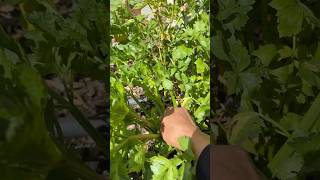 Organic Celery from the garden at Sunnyvale city CA USA [upl. by Anilasor]