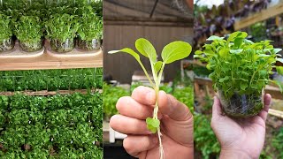 STOP Growing Microgreens in Plastic Use Glass Containers [upl. by Vyner]