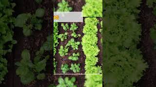 Types of Cropping Pattern  VISHNU IAS ACADEMY  UPSC [upl. by Addiego]