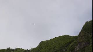 Mariana fruit bat Pteropus mariannus flying on Rota island [upl. by Burnie]