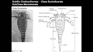 Chelicerata [upl. by Vanhomrigh839]