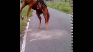 Como aprende a parar un caballo en dos patas [upl. by Riatsala]