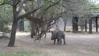 A giraffe kicked a naughty rhino ORIGINAL VIDEO [upl. by Song]