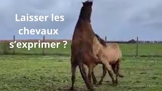 Fautil laisser les chevaux sexprimer [upl. by Ykroc]