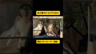 【柴犬大御所がトライアスロンをしたらこうなる】柴犬シベリアンハスキー おもしろ short shortvideo youtubeshorts ytshorts [upl. by Airebma]