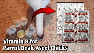 Parrot Beak Aseel Chicks ke Growth Ke liye Sabse Best Supplement [upl. by Nnitsuj]