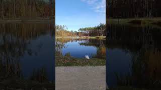 Glinianki Sulejówek jesienią wędkarstwo fishing sulejówek park shorts [upl. by Eatnuhs]