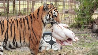 How a Tiger Prepares a Turkey [upl. by Nirro885]