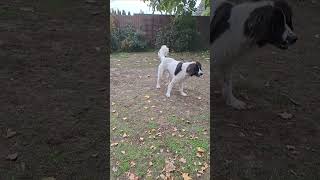 Rázd meg Shake it dog Landseer [upl. by Harriett]