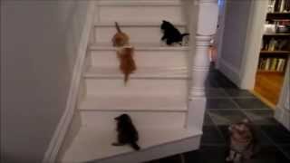 Cute Cats Falling down stairs [upl. by Walden]