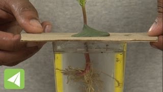 Plants lose water as vapour during transpiration  Transpiration  Biology [upl. by Shurlock]