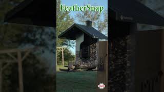 Two Tufted Titmouse Visit The FeatherSnapcam Smart Bird Feeder feathersnap birdfeedercamera [upl. by Lull]