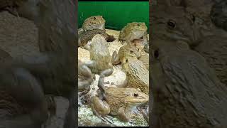 Master Frog Care in Just 5 Minutes a Day 12 [upl. by Townsend13]