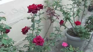 Roses on Terrace [upl. by Jaan277]