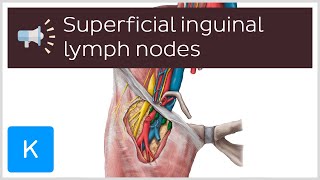 How To Say Infundibulum [upl. by Faubert]