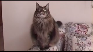 BIG Maine Coon Cat CHIRPS [upl. by Corsiglia786]