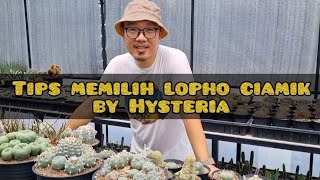 How to choose a good lophophora  Tips from Hysteria Garden [upl. by Voletta]