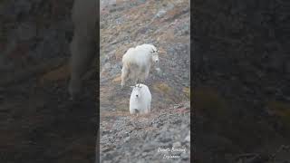 Mountain Goats [upl. by Enamrahc]