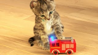 Little Kitten My Favorite Cat  Play Fun Cute Kitten Pet Care Mini Games For Children [upl. by Adniled]