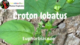 Hierba anual de climas tropicales de la familia Euphorbiaceae Croton lobatus [upl. by Zakarias]