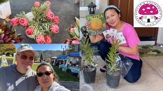 Trip to Temecula Farmer’s MarketProtea seeds books and Protea Pink Ice [upl. by Ardnad100]