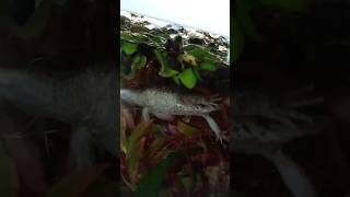 New nest of my frog😂 shorts frog funnyvideo aquaristic [upl. by Anihs]