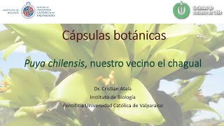 Cápsulas botánicas Puya chilensis nuestro vecino el chagual [upl. by Mahgirb2]