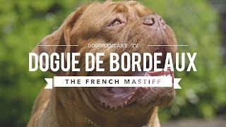 ALL ABOUT THE DOGUE DE BORDEAUX THE FRENCH MASTIFF [upl. by Hauger624]