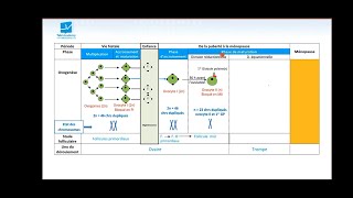 Bac math et sc  SVT  EP9  lovogenese [upl. by Faubion]