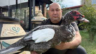 Cooking Duck in a Clay Tandoor Unique easy recipe [upl. by Dweck]