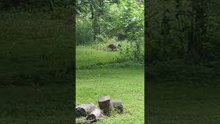 Baby geese go into the pond May 6 when they were really young goose birb bird birds babybird [upl. by Nonarb]