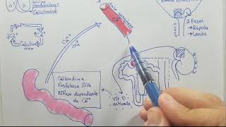 Metabolismo del calcio y fosforo parte 2 [upl. by Montano552]