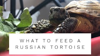 How To Feed Russian Tortoises [upl. by Archibaldo]