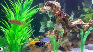 75 gallon with Fluval FX4 and more than a dozen African Cichlids [upl. by Butler]