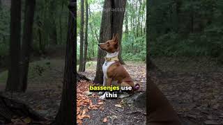 The Dog That Doesn’t Bark Meet the Unique Basenji dogfacts pets caninecuriosities doglovers [upl. by Namyh991]