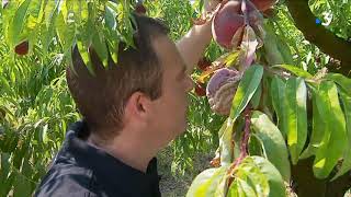 A la rencontre de deux producteurs de fruits et légumes à Mandelieu [upl. by Stroup]