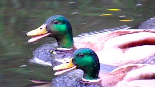 Mallard Ducks QUACKING ARGUMENT Gets Heated [upl. by Villiers]