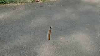 caterpillar flying bontha purugu galelo ugly caterpillar [upl. by Sculley641]