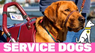 Most Heartwarming Service Dog Moments [upl. by Ardnoel]