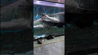 Arapaima attack 🤯❤️ arapaimagigas monsterfish shortsfeed [upl. by Linder]