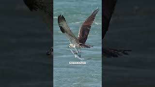 Osprey gets dragged completely underwater but resurfaces with a huge barracuda in its talons [upl. by Cupo979]